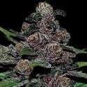 Auto Blackberry Moonrocks (Anesia Seeds) Feminisoidut