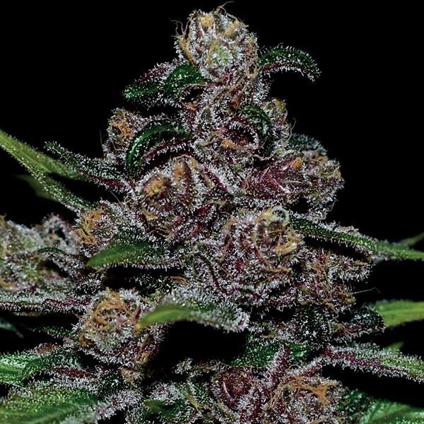 Auto Blackberry Moonrocks (Anesia Seeds) Feminisoidut
