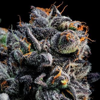 Auto Blueberry Banana (Anesia Seeds) feminisoitu