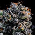 Auto Blueberry Banana (Anesia Seeds) Feminisoidut