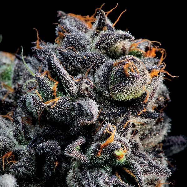 Auto Blueberry Banana (Anesia Seeds) Feminisoidut