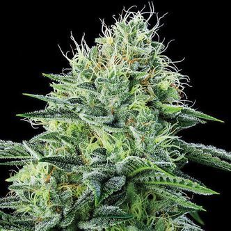 Auto Strawberry Banana (Anesia Seeds) feminisoidut