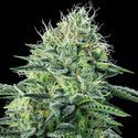 Strawberry Banana Auto (Anesia Seeds) Feminisoidut