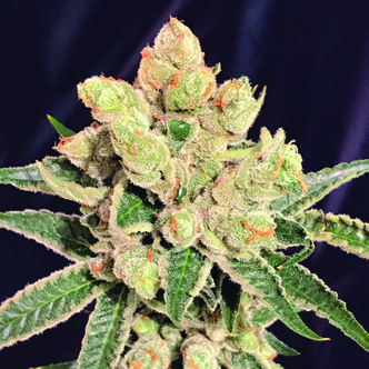 Banana Sherbet (The Kush Brothers) feminisoidut kannabiksen siemenet