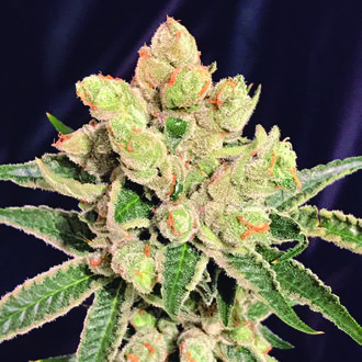 Banana Sherbet (The Kush Brothers) Feminisoidut