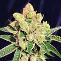 Banana Sherbet (The Kush Brothers) Feminisoidut