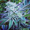 Cheese Cake Cookies (The Kush Brothers) Feminisoidut