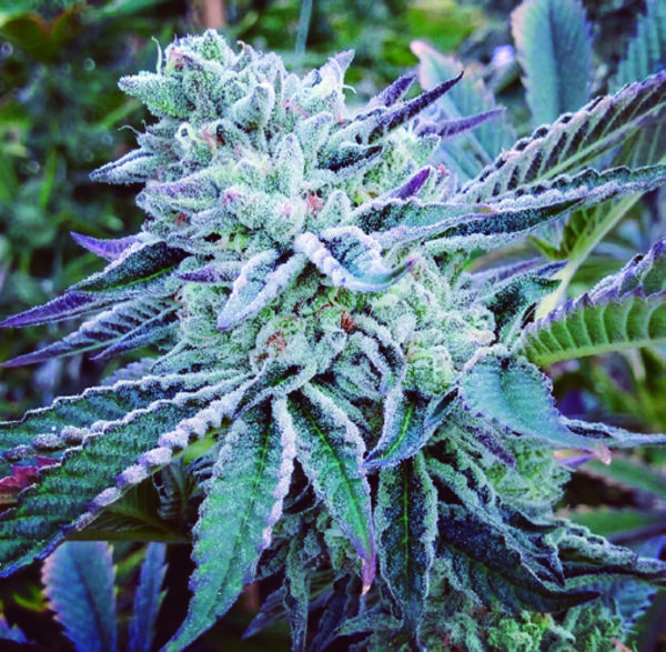 Cheese Cake Cookies (The Kush Brothers) Feminisoidut