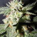 Confidencial Medicine (The Kush Brothers) Feminisoidut
