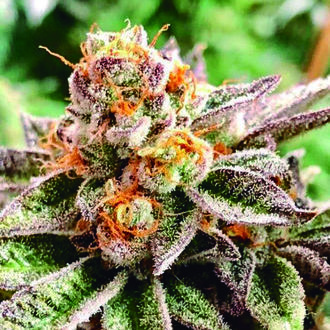 Dosidoss (The Kush Brothers) Feminisoidut
