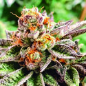 Dosidoss (The Kush Brothers) Feminisoidut