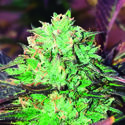 Gelato Royal (The Kush Brothers) Feminisoidut