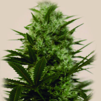 Langui Kush (The Kush Brothers) Feminisoidut