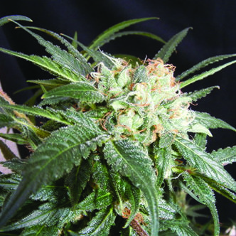Malibu (The Kush Brothers) feminisoidut