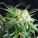 Malibú (The Kush Brothers) Feminisoidut