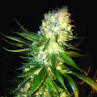 MassKush (The Kush Brothers) Feminisoidut