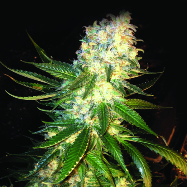 MassKush (The Kush Brothers) Feminisoidut