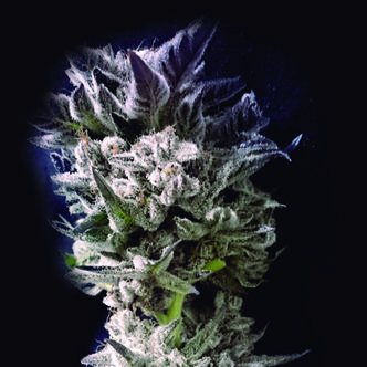 Petro $ OG (The Kush Brothers) feminisoidut kannabiksen siemenet