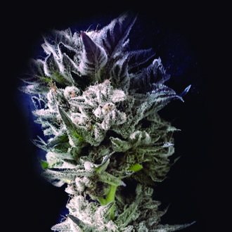 Petro $ OG (The Kush Brothers) Feminisoidut