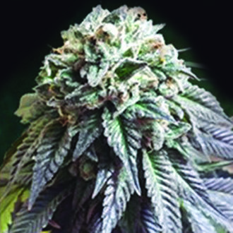 The Dark Side (The Kush Brothers) Feminisoidut