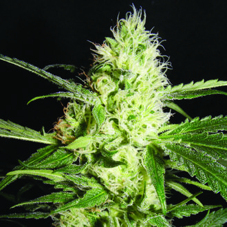 Yellowstone (The Kush Brothers) Feminisoidut
