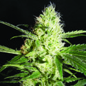 Yellowstone (The Kush Brothers) Feminisoidut