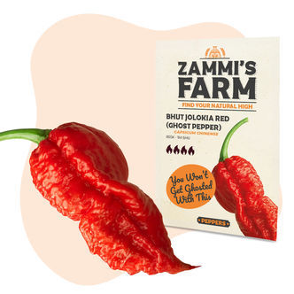 Bhut Jolokia (Ghost Pepper) -siemenet