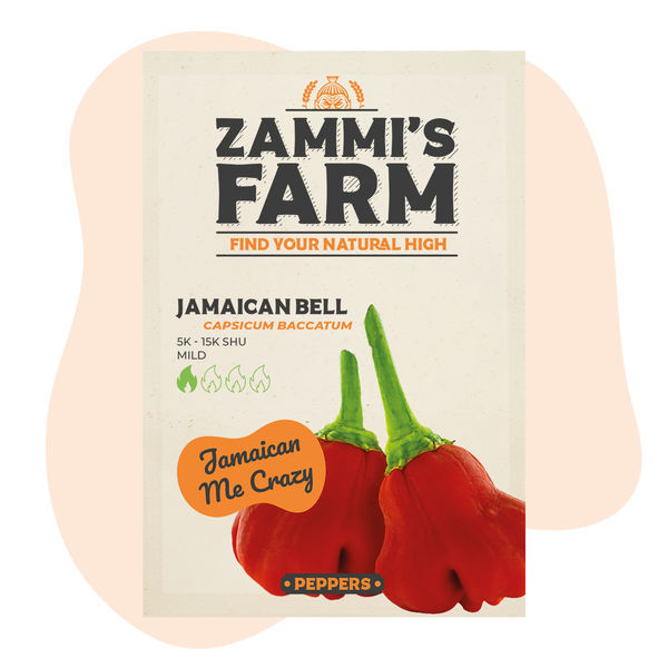 Jamaikalaisen bell cambuci -chilin siemenet