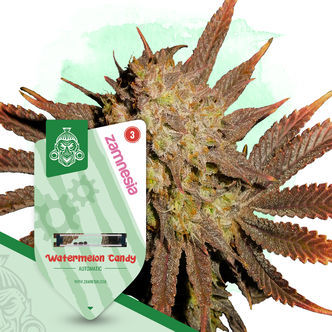 Watermelon Candy Automatic (Zamnesia Seeds) feminisoidut