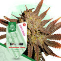 Watermelon Candy Autoflower (Zamnesia Seeds) Feminisoidut