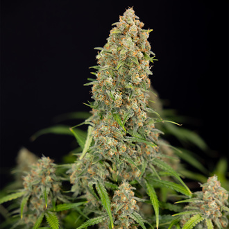 Watermelon Candy Autoflower (Zamnesia Seeds) Feminisoidut
