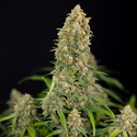Watermelon Candy Autoflower (Zamnesia Seeds) Feminisoidut
