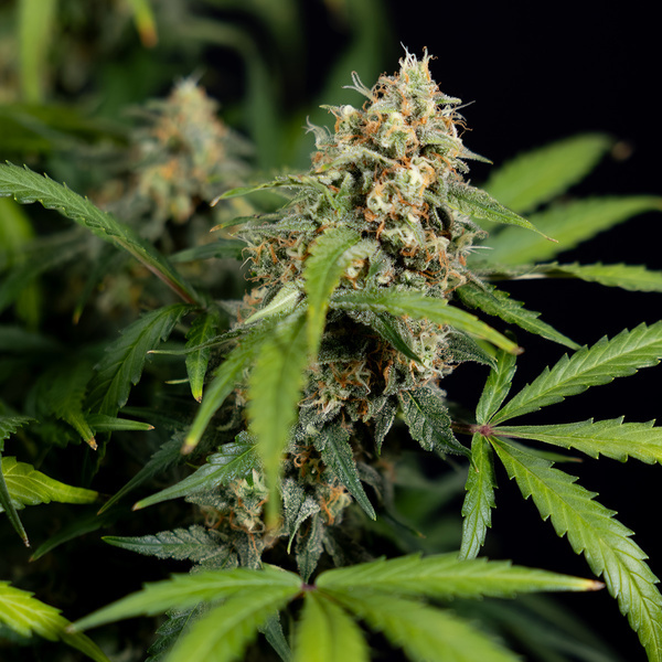 Watermelon Candy Autoflower (Zamnesia Seeds) Feminisoidut