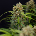 Watermelon Candy Autoflower (Zamnesia Seeds) Feminisoidut
