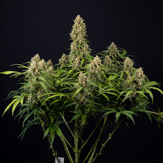 Watermelon Candy Autoflower (Zamnesia Seeds) Feminisoidut