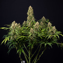 Watermelon Candy Autoflower (Zamnesia Seeds) Feminisoidut
