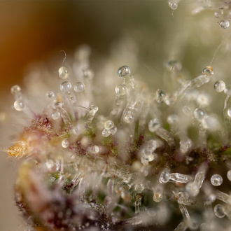 Watermelon Candy Autoflower (Zamnesia Seeds) Feminisoidut
