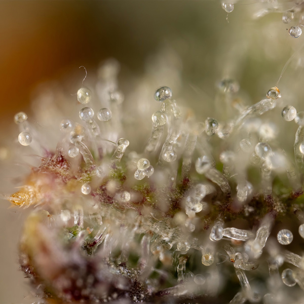 Watermelon Candy Autoflower (Zamnesia Seeds) Feminisoidut