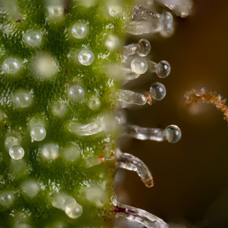 Watermelon Candy Autoflower (Zamnesia Seeds) Feminisoidut