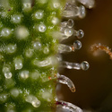 Watermelon Candy Autoflower (Zamnesia Seeds) Feminisoidut
