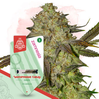 Watermelon Candy (Zamnesia Seeds) feminisoitu