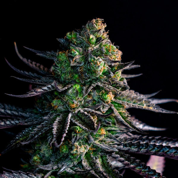 Watermelon Candy (Zamnesia Seeds) Feminisoidut
