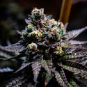Watermelon Candy (Zamnesia Seeds) Feminisoidut