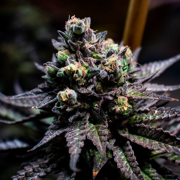Watermelon Candy (Zamnesia Seeds) Feminisoidut