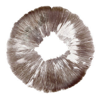 Psilocybe cubensis Amazonas -iti&ouml;painanne