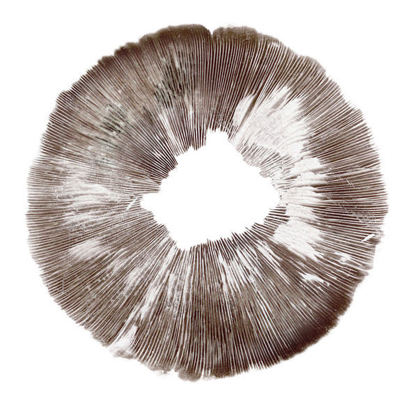 Psilocybe cubensis Amazonas -itiöpainanne