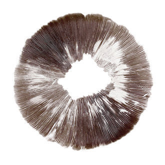 Psilocybe cubensis McKennaii -iti&ouml;painanne