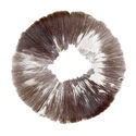 Psilocybe cubensis McKennaii -itiöpainanne