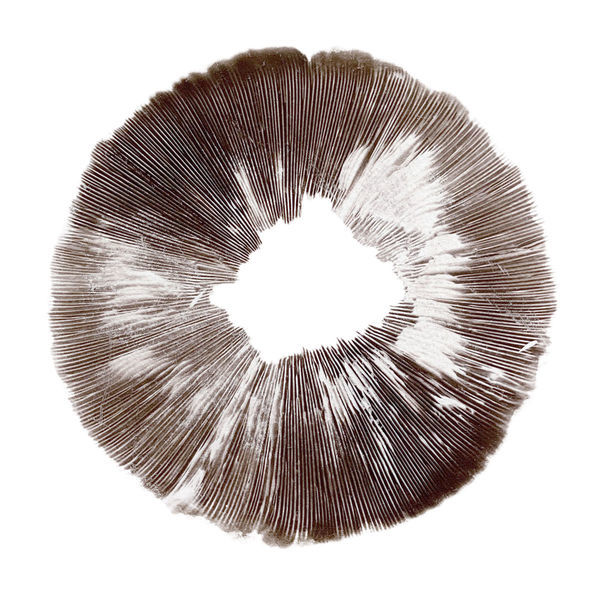 Psilocybe cubensis McKennaii -itiöpainanne