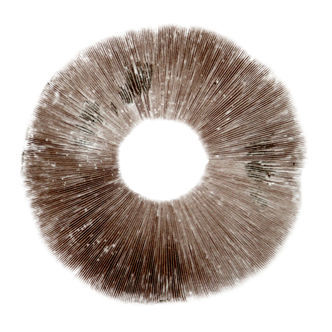 Psilocybe cubensis Ban Hua Thai -iti&ouml;painanne